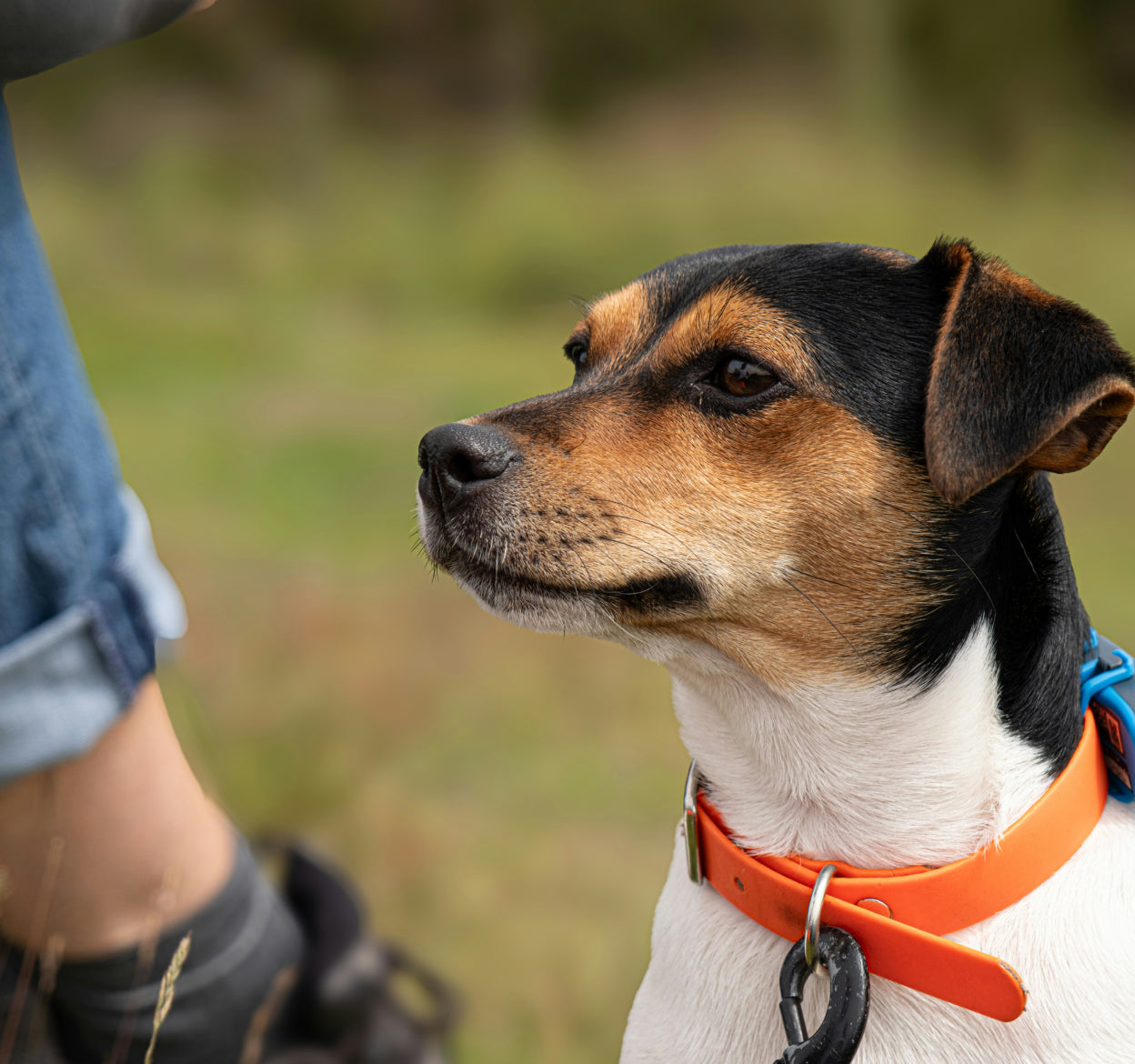 Essential Tips for New Pet Owners