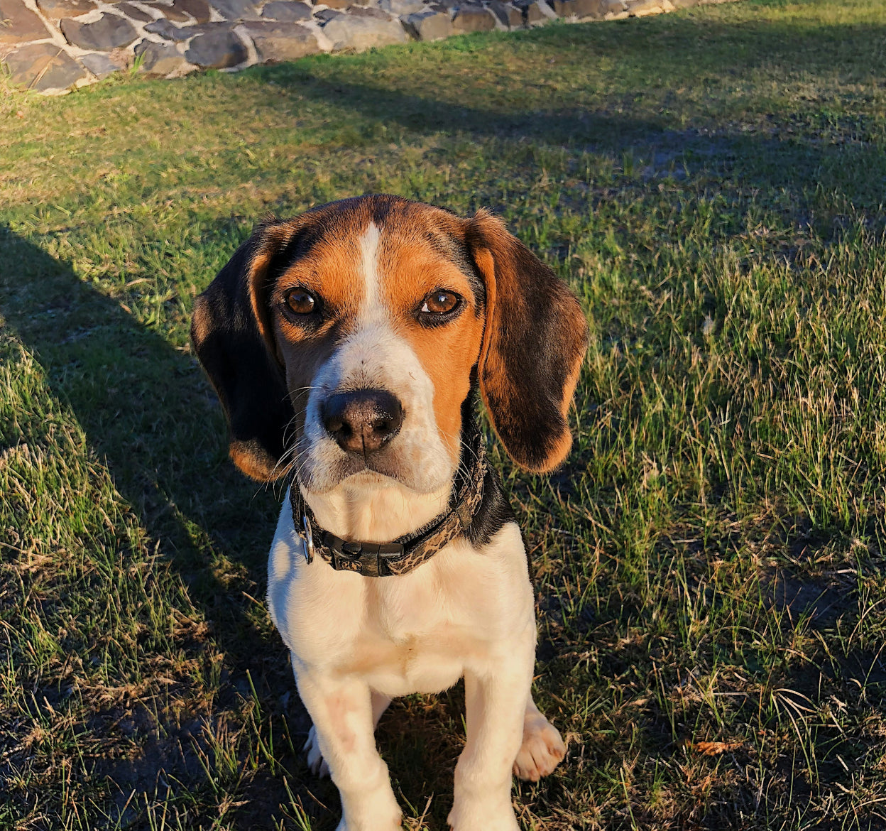 The Best Pet Care Routines for a Happy, Healthy Pet